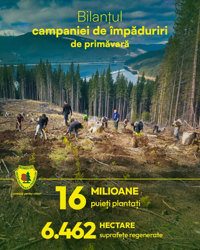 Romsilva: 16 milioane de puieți plantați în campania de primăvară