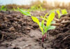 Agricultura pe înțelesul tuturor – Fertilizarea corectă a porumbului