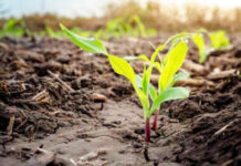 Agricultura pe înțelesul tuturor – Fertilizarea corectă a porumbului