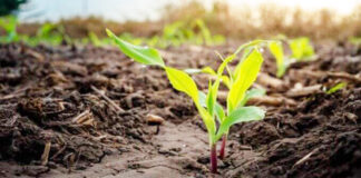 Agricultura pe înțelesul tuturor – Fertilizarea corectă a porumbului