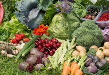 Agricultura pe înțelesul tuturor – Protecția ecologică a legumelor