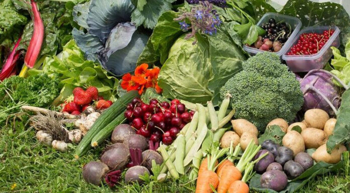 Agricultura pe înțelesul tuturor – Protecția ecologică a legumelor