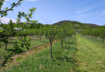 Agricultura pe înțelesul tuturor – Să înierbăm viile, pomii și arbuștii fructiferi