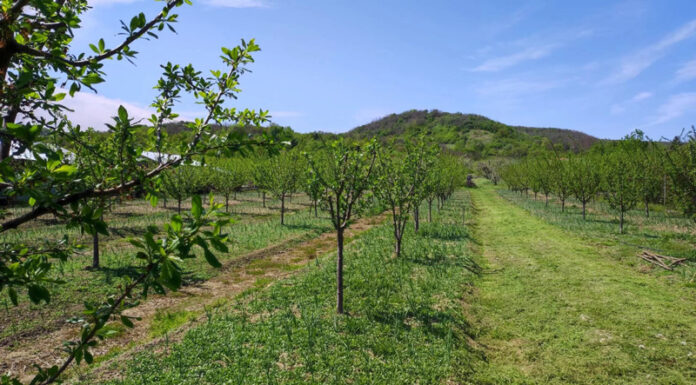 Agricultura pe înțelesul tuturor – Să înierbăm viile, pomii și arbuștii fructiferi