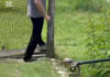 VIDEO: Șarpe scos de jandarmi din casa unei familii din Hurezani