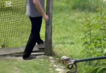 VIDEO: Șarpe scos de jandarmi din casa unei familii din Hurezani