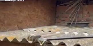 VIDEO: Şarpe prins de jandarmi într-o casă din Hurezani