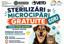 Campanie de sterilizare gratuită pentru patrupede, organizată la Bâlteni