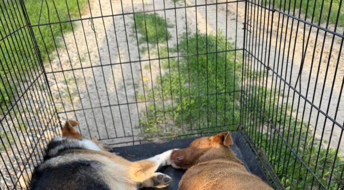 Animale găsite în agonie!