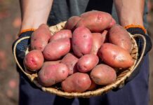 Cultura cartofului: pașii esențiali pentru producții mari și calitate superioară