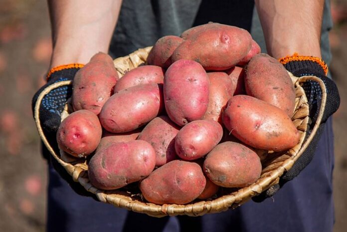 Man,Holding,Potatoes,Harvesting.,Selective,Focus.