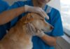 Contract de peste 13 milioane de lei pentru servicii veterinare în Gorj