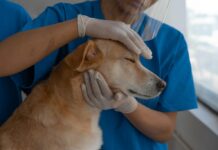 Contract de peste 13 milioane de lei pentru servicii veterinare în Gorj
