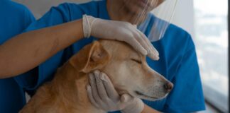 Contract de peste 13 milioane de lei pentru servicii veterinare în Gorj
