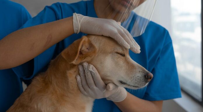 Contract de peste 13 milioane de lei pentru servicii veterinare în Gorj