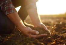 Agricultura pe înțelesul tuturor – Pregătirea corectă a patului germinativ pentru semănăturile de primăvară