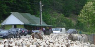 TRADIȚII ancestrale – Transhumanța la români