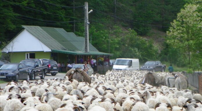 TRADIȚII ancestrale – Transhumanța la români