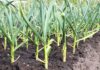 Bani pentru cultivatorii de usturoi