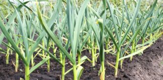 Bani pentru cultivatorii de usturoi
