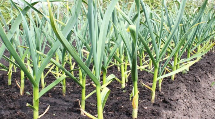 Bani pentru cultivatorii de usturoi