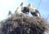 Peripluri estivale – La mijloc de cireșar ,,clămpănicii’’ se antrenează intens
