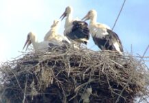 Peripluri estivale – La mijloc de cireșar ,,clămpănicii’’ se antrenează intens