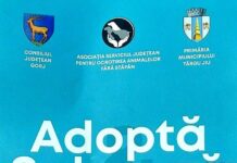 Padocul din Târgu Jiu este plin. Apel pentru adopția câinilor fără stăpân