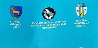 Padocul din Târgu Jiu este plin. Apel pentru adopția câinilor fără stăpân