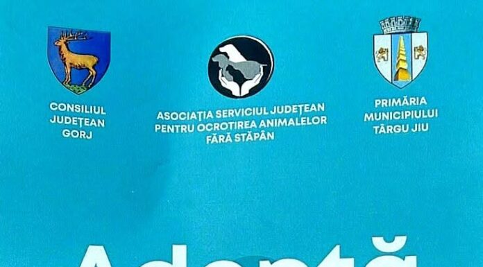 Padocul din Târgu Jiu este plin. Apel pentru adopția câinilor fără stăpân