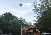 Șofer lăsat fără lemne și cercetat de polițiști după un control în trafic