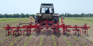 Agricultura pe înțelesul tuturor – Calendarul lucrărilor agricole în luna iunie