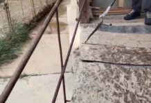 VIDEO: Șarpe de aproape doi metri, scos de jandarmi dintr-o locuință din Peștișani
