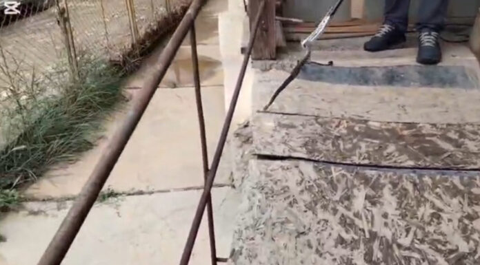 VIDEO: Șarpe de aproape doi metri, scos de jandarmi dintr-o locuință din Peștișani