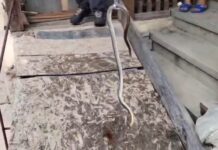 VIDEO: Șarpe scos de jandarmi din zidul unei case din Peștișani