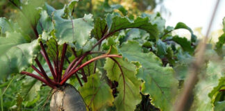Agricultura pe înțelesul tuturor – Protecția fitosanitară a legumelor rădăcinoase