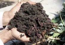 Agricultura pe înțelesul tuturor – Biohumusul de râmă, cel mai valoros fertilizant pentru culturi