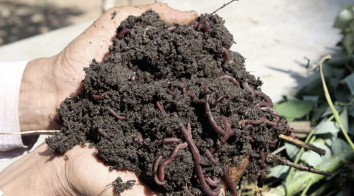 Agricultura pe înțelesul tuturor – Biohumusul de râmă, cel mai valoros fertilizant pentru culturi
