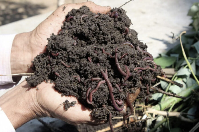 Agricultura pe înțelesul tuturor – Biohumusul de râmă, cel mai valoros fertilizant pentru culturi