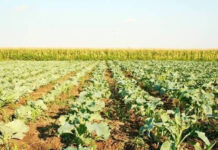 Agricultura pe înțelesul tuturor – Vine vara secetoasă