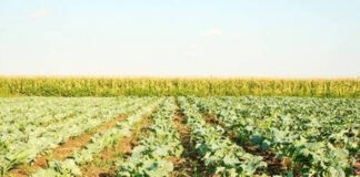 Agricultura pe înțelesul tuturor – Vine vara secetoasă
