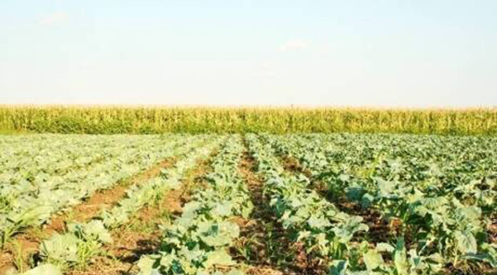 Agricultura pe înțelesul tuturor – Vine vara secetoasă