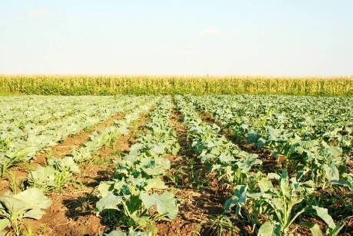 Agricultura pe înțelesul tuturor – Vine vara secetoasă