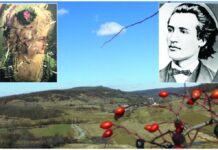Eminescu şi prezenţa lui meteorică în satul Floreşti, Gorj – „Locul în care sunt e cât se poate de frumos. Râuri, codru, şes, dealuri, munţi în depărtare”!
