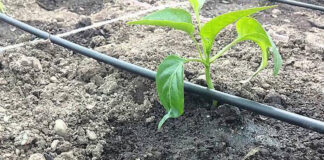 Agricultura pe înțelesul tuturor – Vine vara secetoasă