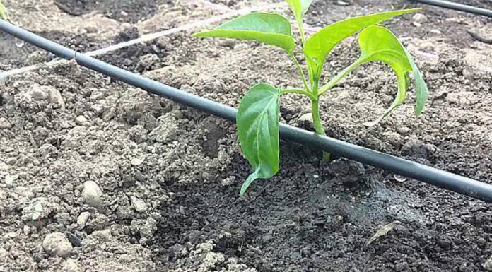 Agricultura pe înțelesul tuturor – Vine vara secetoasă