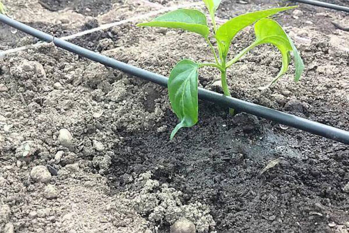 Agricultura pe înțelesul tuturor – Vine vara secetoasă