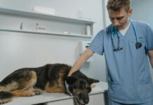 Serviciile veterinare din 16 circumscripții gorjene intră în procedură de concesionare