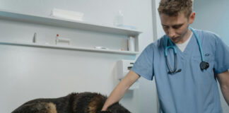 Serviciile veterinare din 16 circumscripții gorjene intră în procedură de concesionare
