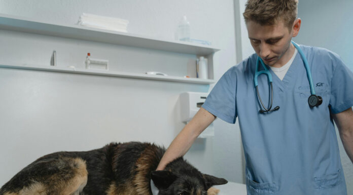 Serviciile veterinare din 16 circumscripții gorjene intră în procedură de concesionare